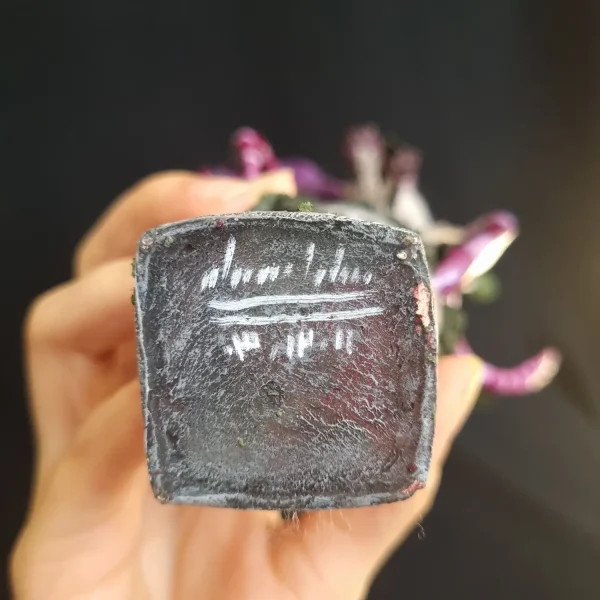 گیومرت