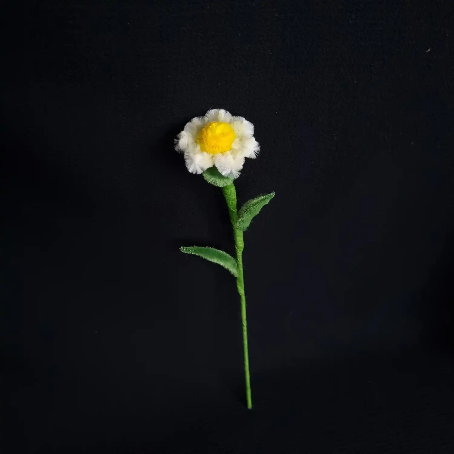 مجموعه گل های پشمالو گل سولینا