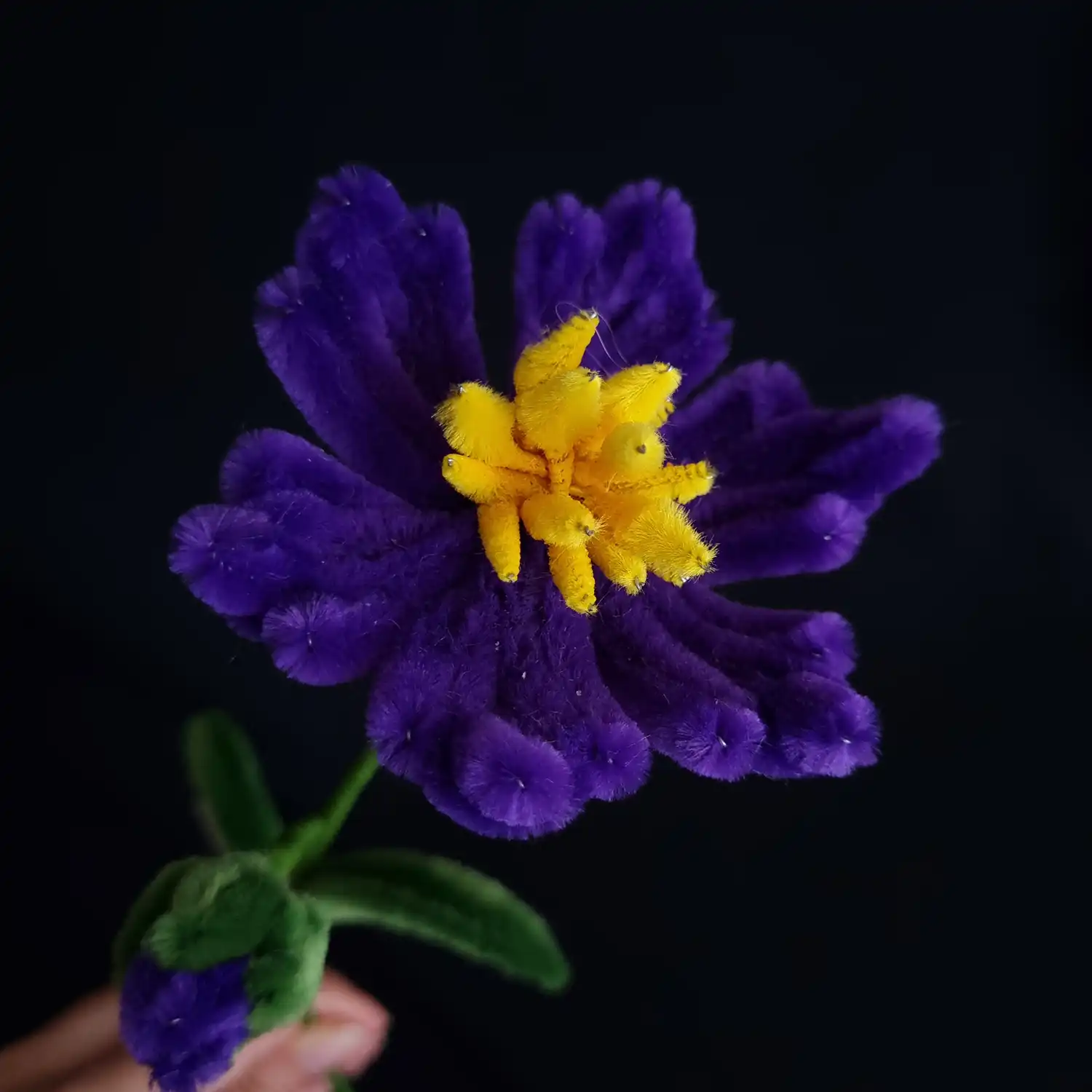 مجموعه گل های پشمالو گل ویولِتارا