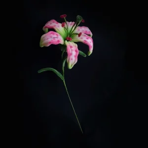 مجموعه گل های پشمالو گل روبین
